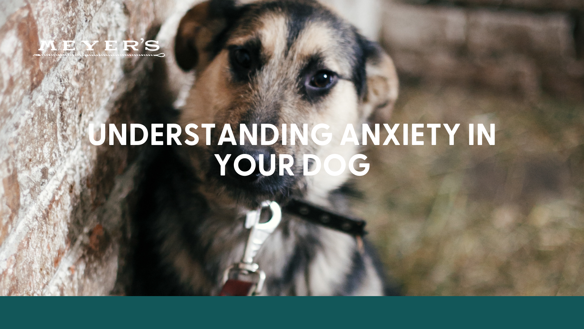 Separation Anxiety in Pets: Your Questions Answered - Veterinary