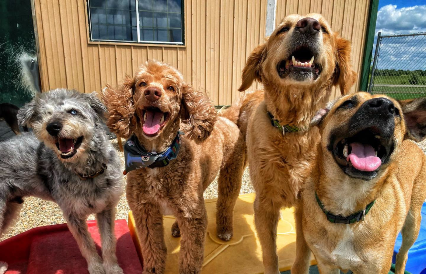 A moment with dogs at Meyer’s