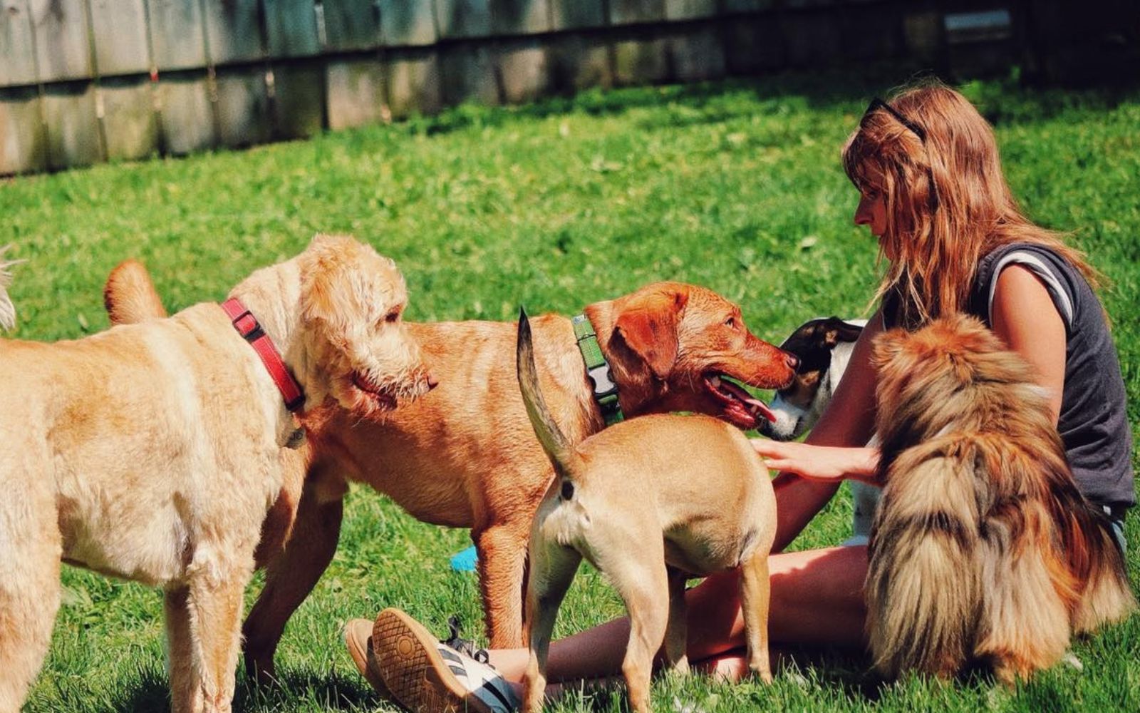 Meyer’s team member spending time with dogs outdoors